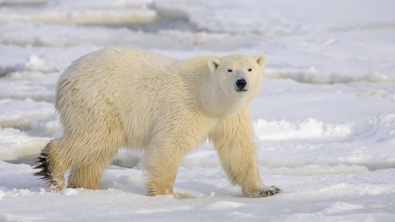 Polar bear meanders way down to the south in Canada | The Australian