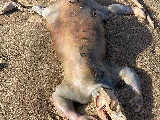 ‘Alien with hands’ washes up on Qld beach