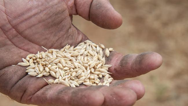 Sam Wright hopes the rain that stoppeed harvest will not cause his barley crop to get shot and sprung.