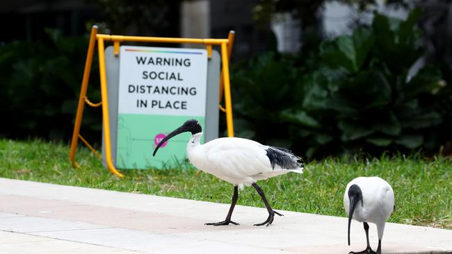 Ibis birds pictured on Loftus St near Circular Quay in search of food.