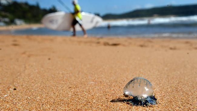 A bluebottle washes up along Palm Beach. Picture: NCA NewsWire / Jeremy Piper