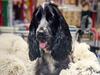 ‘We were all crying’: Plea for pet boarding regulation after beloved pup killed