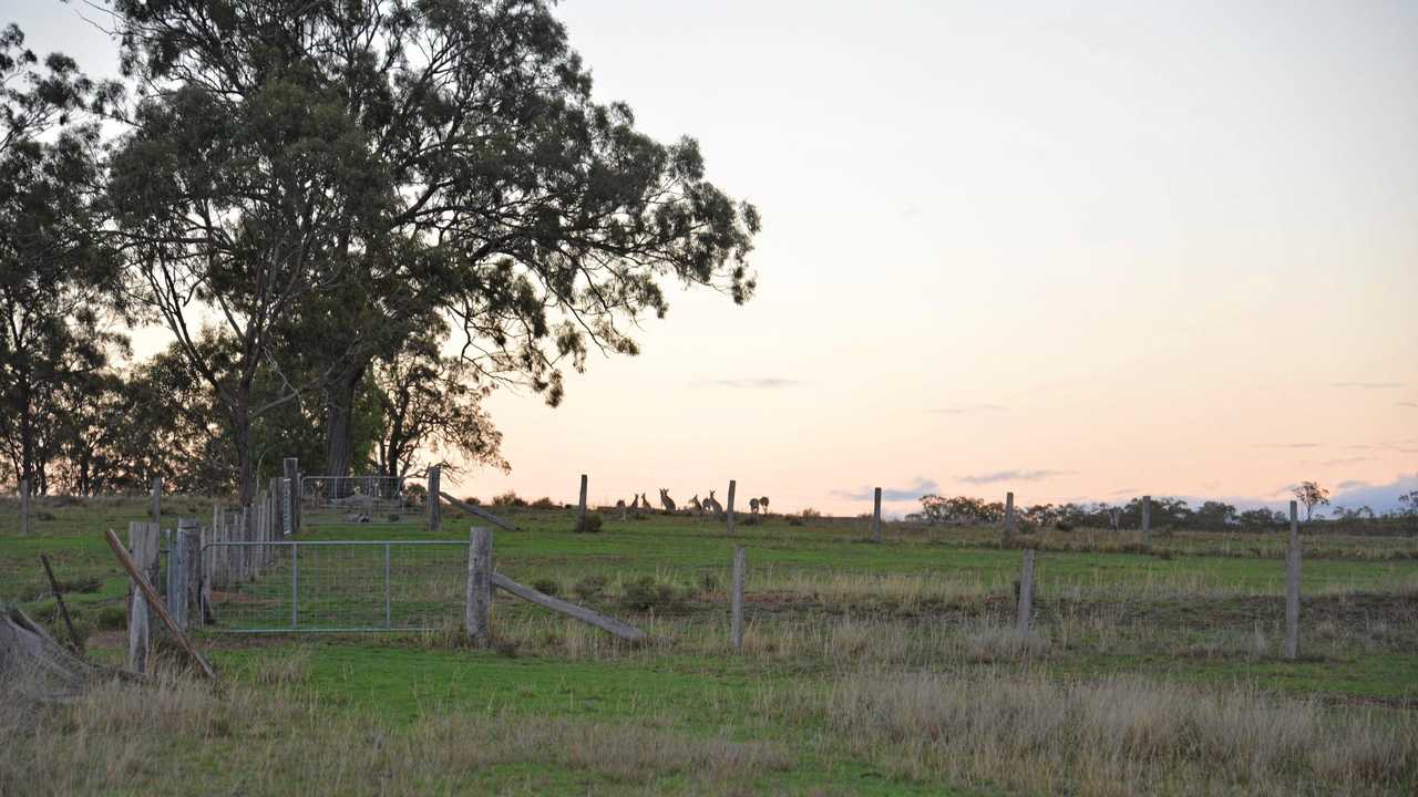 Kangaroos on the horizon. Picture: Gerard Walsh