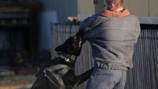 Police Dog Bally in training with Constable John Brown. PICTURE: STEWART McLEAN