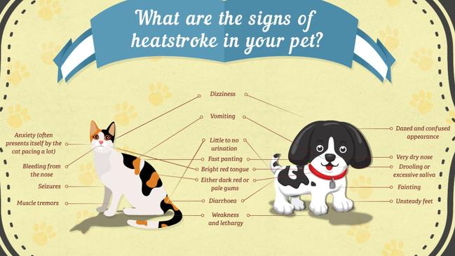 Signs of heatstroke / heat stress in dogs and cats. Picture: RSPCA