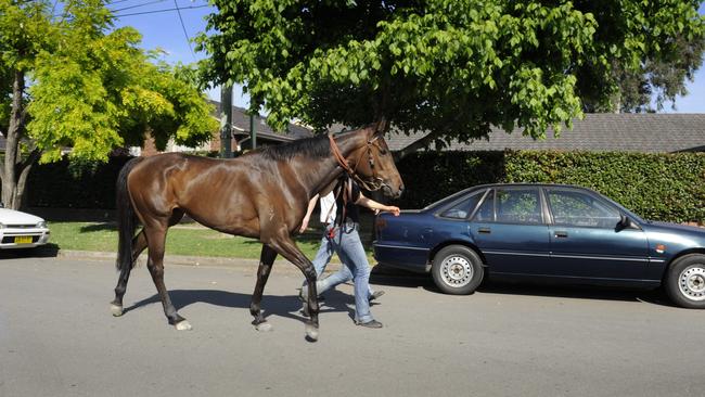 Liverpool councillor Nathan Hagarty said strappers were risking their lives moving horses with trucks travelling through the area.