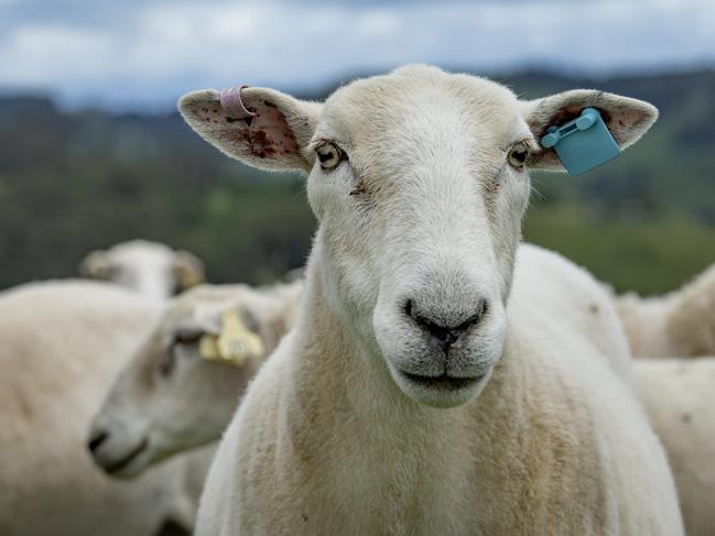 FOCUS: McIntosh FarmFOCUS: McIntosh Farm Wiltipoll Neva Courts and her partner Matt run a grass fed ethical prime lamb operation in South Gippsland. Boxed meat products are sold direct to consumers. PICTURED: Generic farm. Wiltipoll sheep. Wiltipolls. Meat sheep. Shedding sheep. Stock photo.Picture: Zoe Phillips