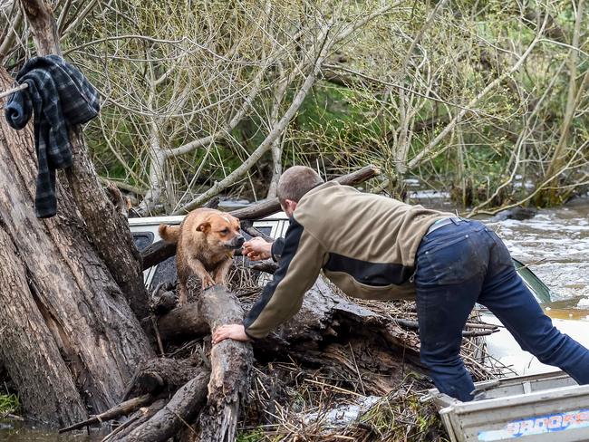 Mr Sewell gets a lick of gratitude from one of  the stranded dogs. Picture: Jake Nowakowski