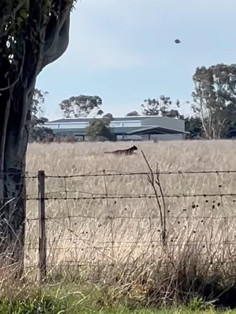 Victorian prospector captures footage of large black cat on Ballarat ...