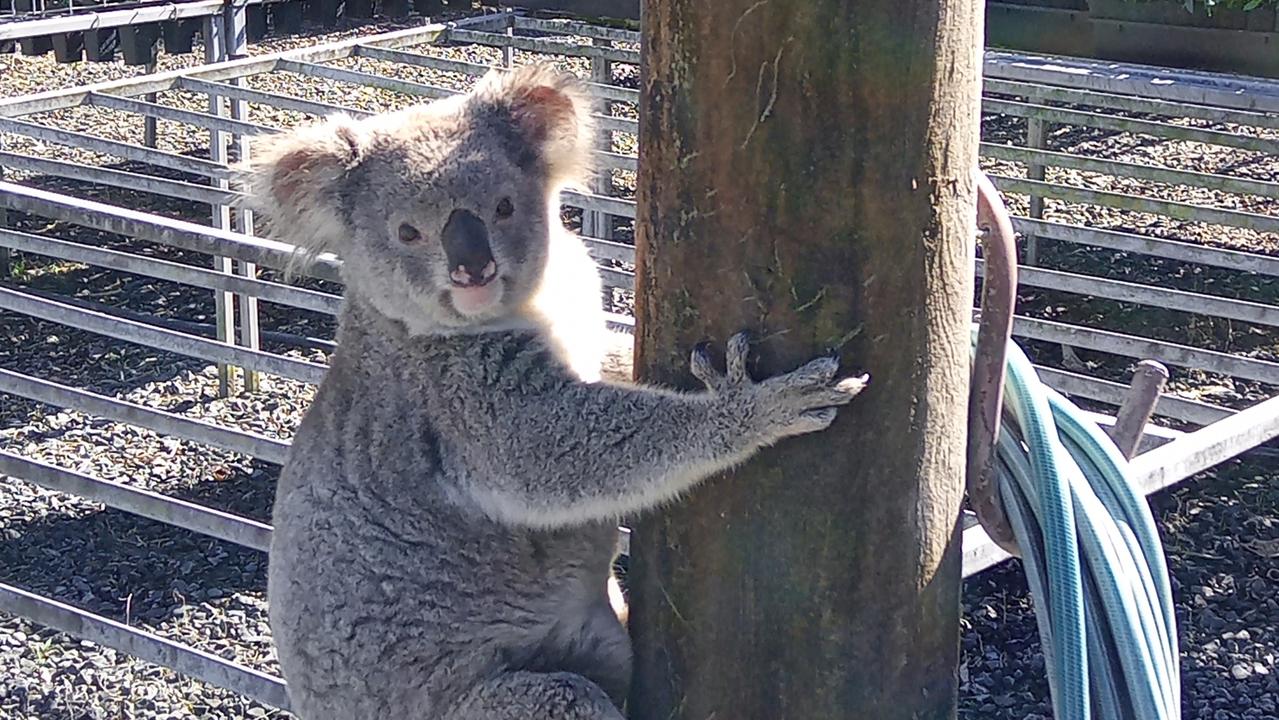 Claude had eaten his way through $6,000 worth of seedlings. Picture: Eastern Forest Nursery/Saturday Telegraph