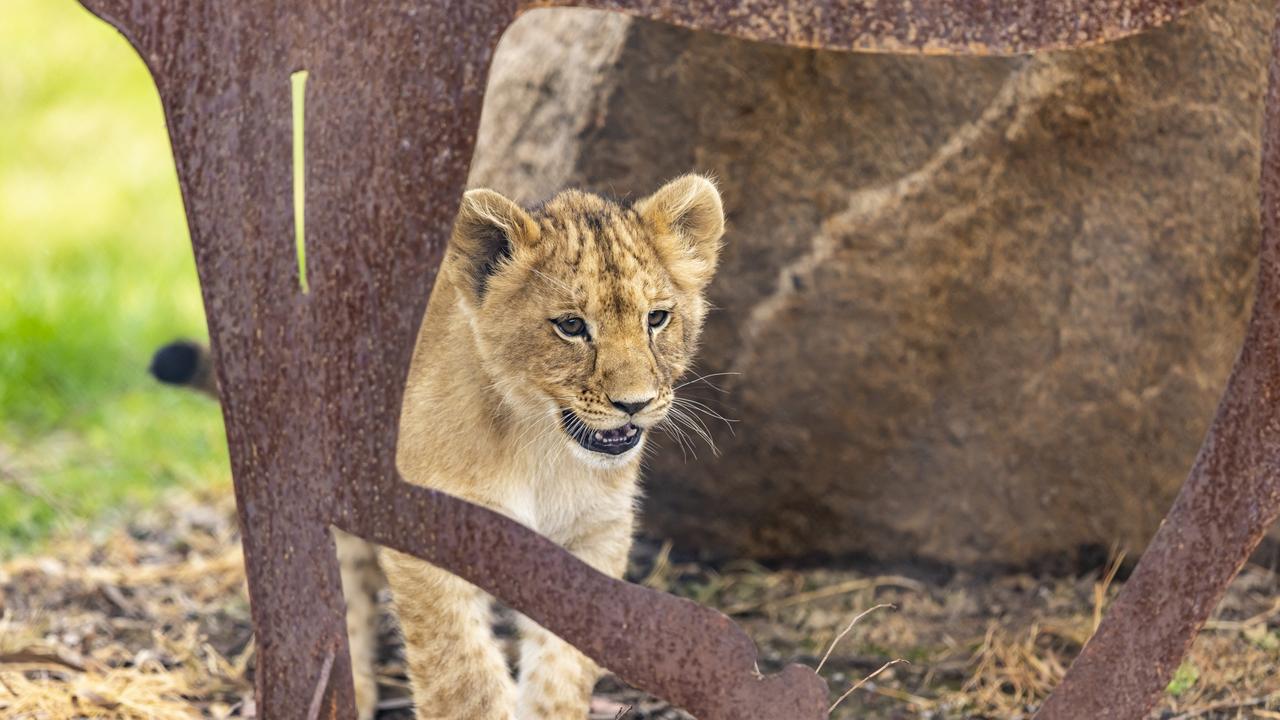 The lions will sadly not be back in their main exhibit before Christmas. Picture: Rick Stevens