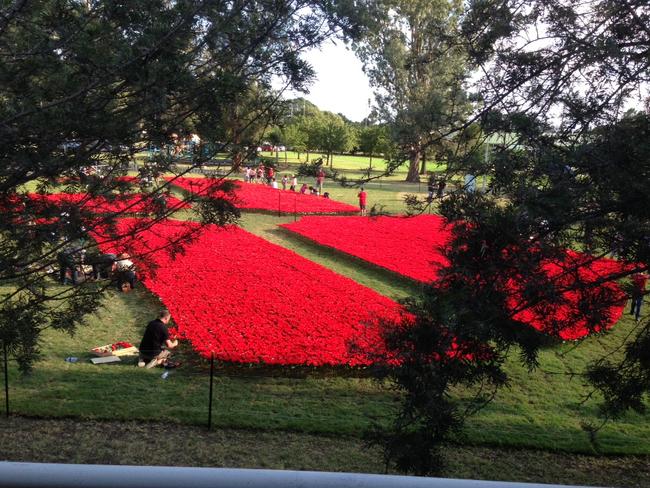 Poppy Park showing the planted poppies in full bloom.