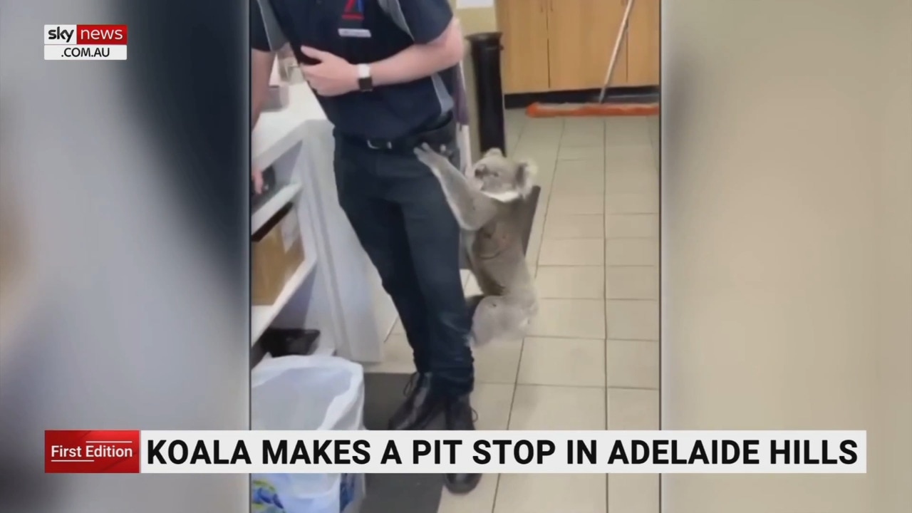 Koala enters a service station in Adelaide Hills