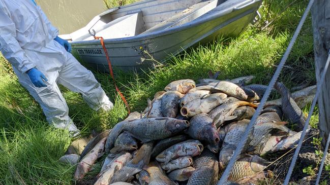 Hundreds of dead fish and eels have been pulled from Cherry Lake in Altona after pollution spread into the wetlands on March 7.