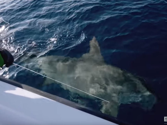 Seeing the hammerhead up close was spine-tingling.