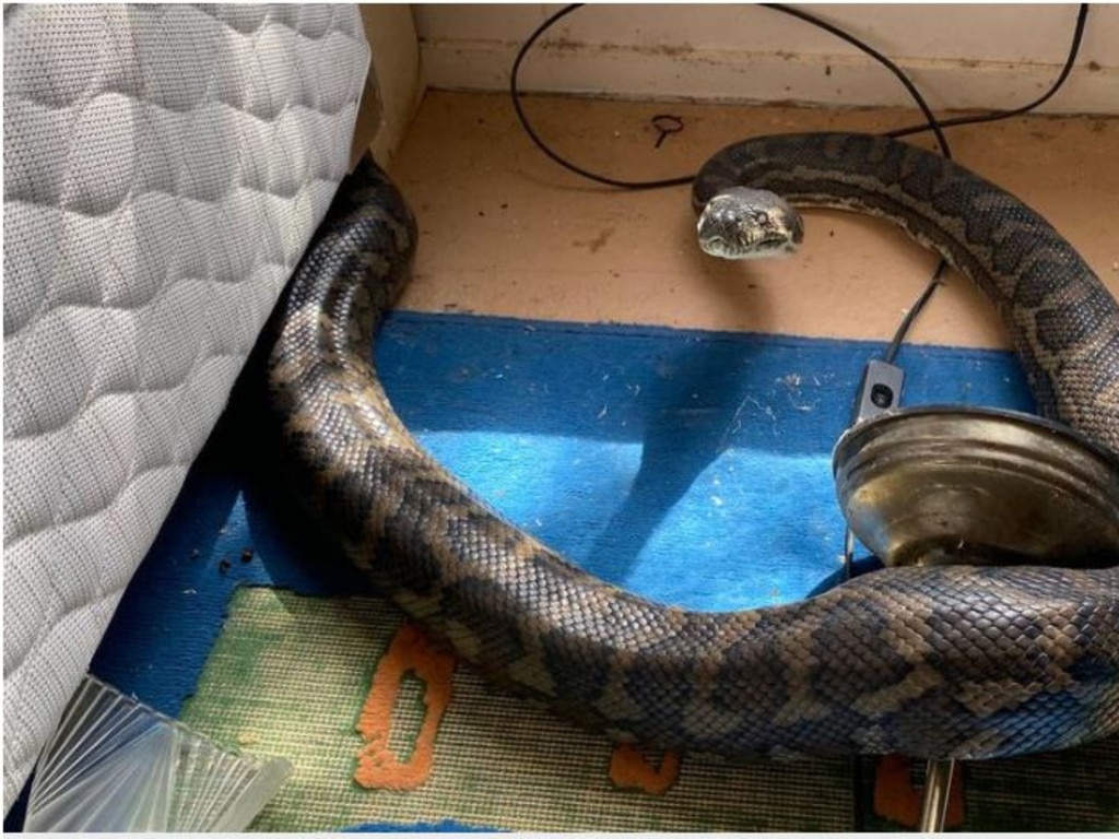 One of the two massive carpet snakes that made a home in David Tait's ceiling.