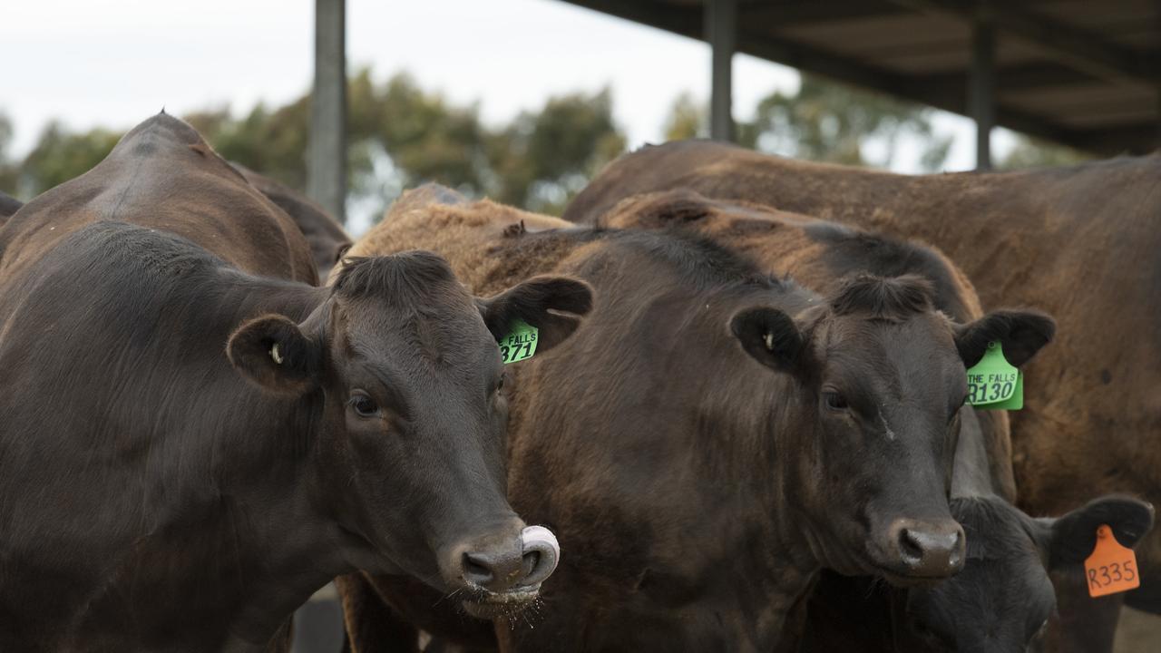 ‘Zero odour’: $15m Darling Downs wagyu feedlot plan approved