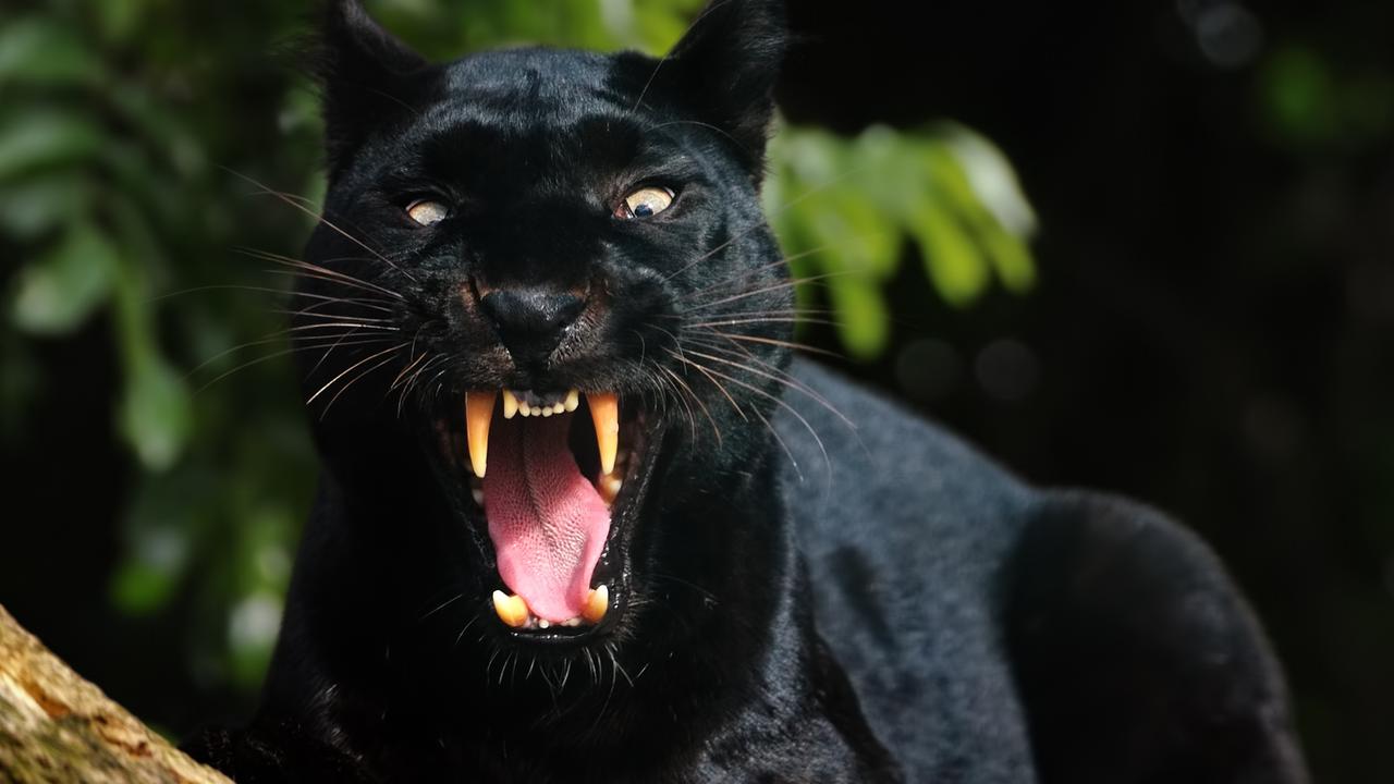 Otway panther: Geelong filmmaker’s claim ahead of Discovery Channel ...