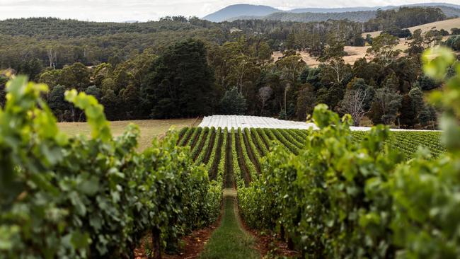 Clover Hill Vineyard Harvest.