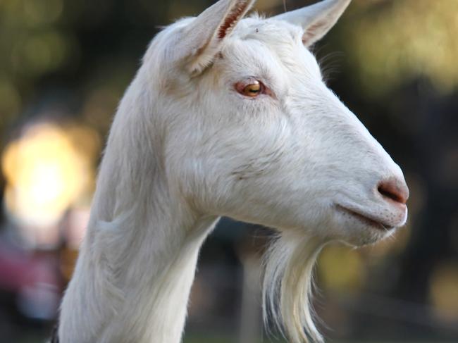 Emmy at the Holy Goat Cheese at Sutton Grange. Picture: DALE WEBSTER