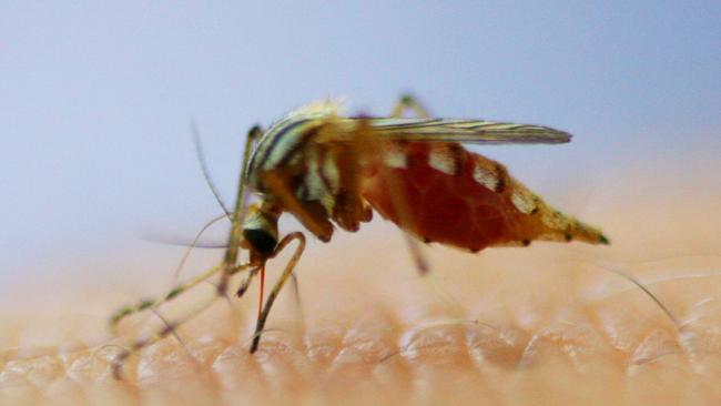 The warm autumn weather has extended the mosquito danger season in the Clarence Valley.