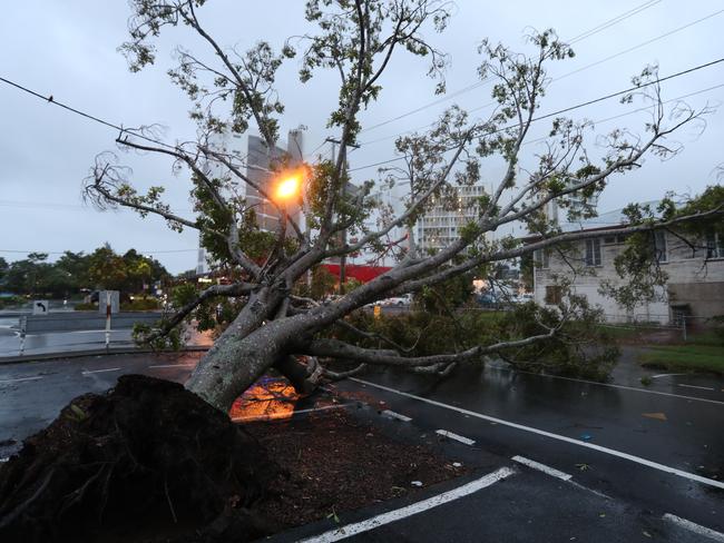 Tree down in at Mackay outside the ABC building. Pic Annette Dew