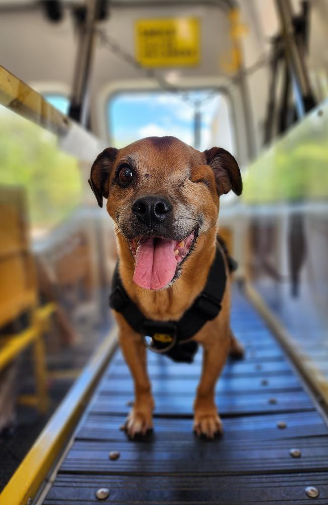 Woofer Wagon servicing a one-eyed dog. Picture: Supplied.