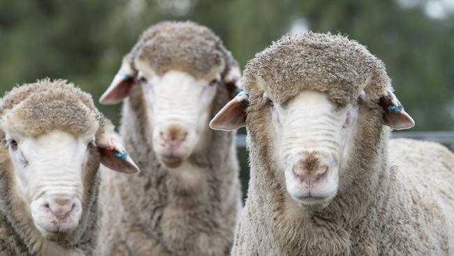 PETA wants Woolshed renamed to highlight its concerns about the wool industry. Picture: Zoe Phillips