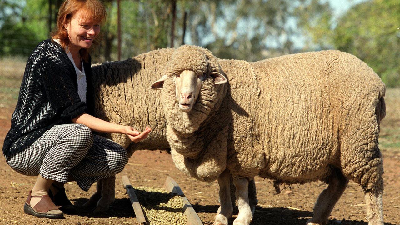 Dr Teiga Peura with cloned sheep Matilda at Turretsfield South Australian Research and Development Institute facility 20 Apr 2002. genetics