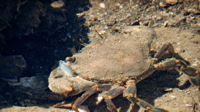 Mangrove swimmer crabs in the northern part of Moreton Bay have tested positive to white spot.