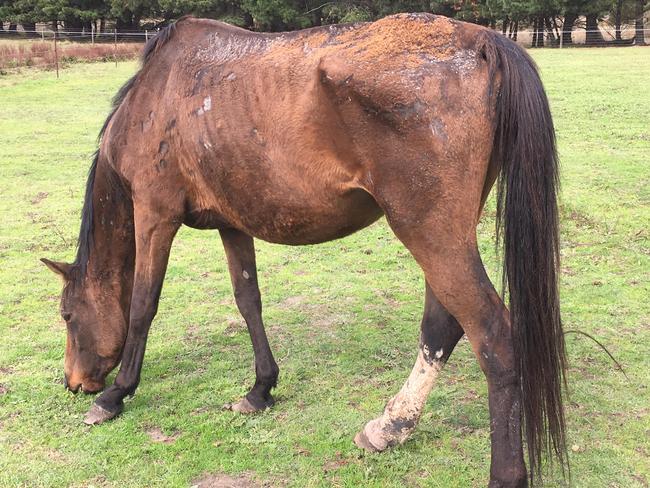 One of the starving horses seized from a Mornington Peninsula property also appeared to be covered in sores.