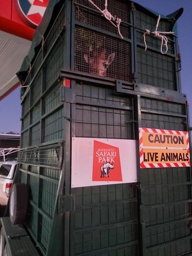 Noodle the giraffe being transported from Australia Zoo to Adelaide Zoo.