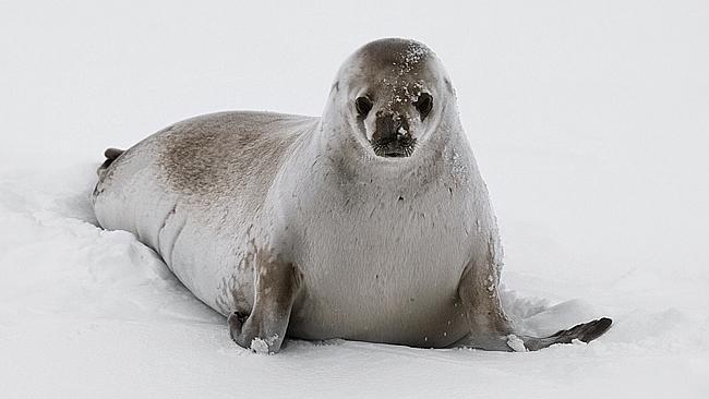 Seals are among the few locals tourists will meet in Antarctica. Picture: John B. Weller