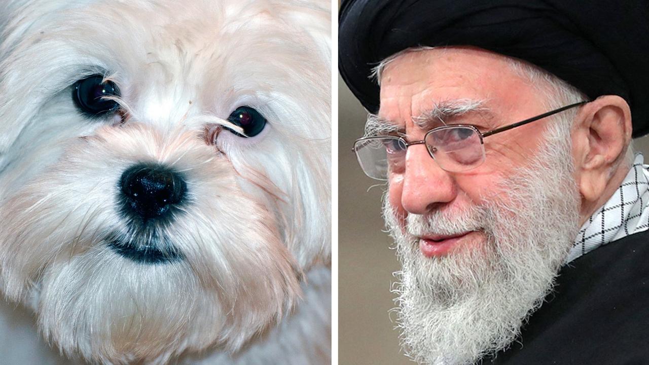 İranlı emlakçı çiftin evi köpeğe satmasının ardından tutuklandı
