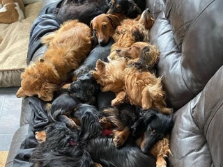 Can you guess how many dogs in this pic?