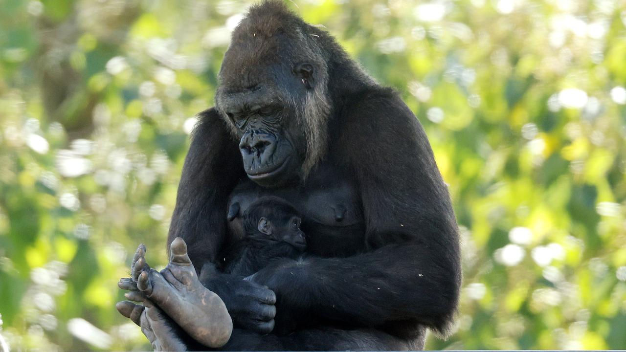 Mogo Wildlife Park has revealed the newborn gorilla, with mum Kipensi, is a baby girl. Picture: Tim Hunter