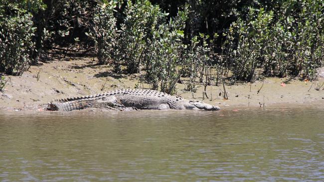 Wildlife officers received six reported crocodile sightings on the Capricorn Coast on the weekend, with a member of the public finding an indent on Tanby Beach. Photos: DES