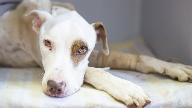 Stock image of a dog. The courts ruled photos of Harvey were too distressing to be viewed by the public.