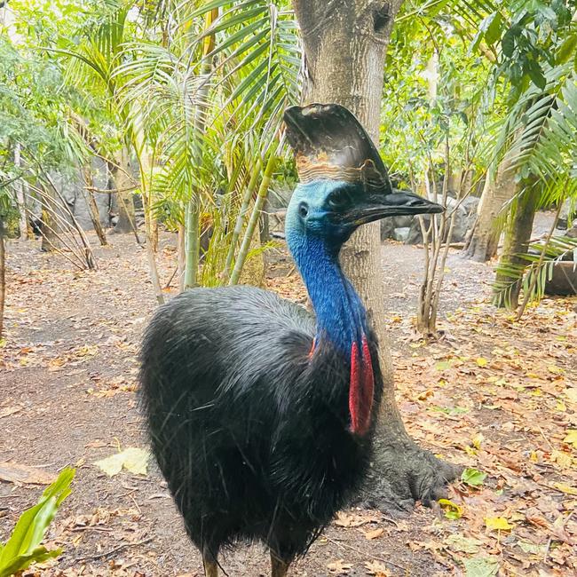 A cassowary was involved in one of the top 10 most expensive insurance claims this year.