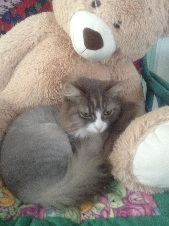 ISABELLA: Eight-year-old Isabella has just had her summer shave so her sister Miss Chuffy let her borrow teddy for moral support.