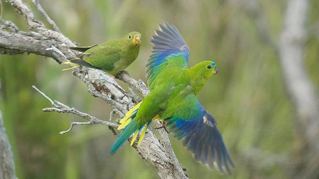 There are only three breeding pairs of orange-bellied parrots left in the wild.  Picture: MARK HOLDSWORTH