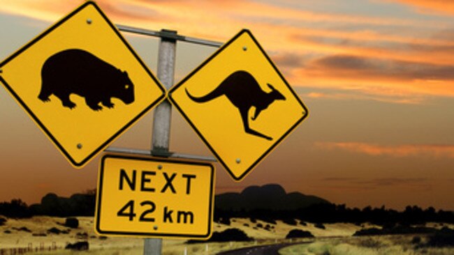 Wombats and wallabies are the most common roadkill found in Tasmania.