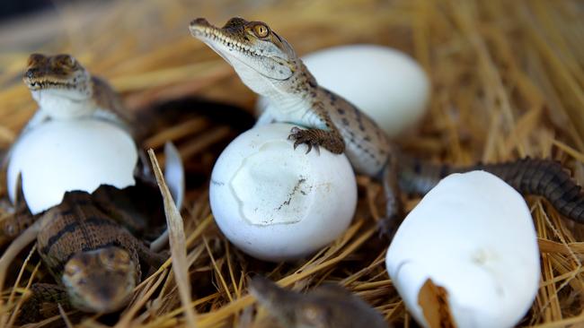 A $40 million international best practice crocodile farm has been proposed for Humpty Doo. Picture: Patrina Malone