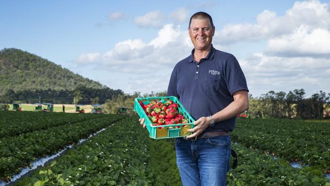 Piâ&#128;&#147;ata Farms Managing Director Gavin Scurr on his farm at Wamuran. Photo Lachie Millard