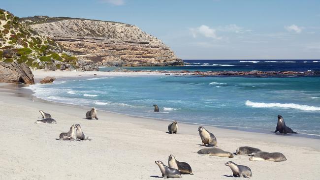 Seal Bay Conservation Park, Kangaroo Island, SA. Picture: SATC