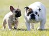 Police officer probed over Dogs Victoria side gig