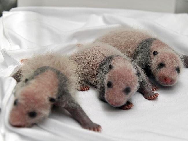 World first ... triplet panda cubs born on July 29 in the southern Chinese city of Guangzhou.