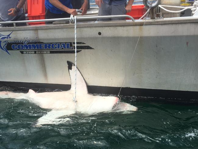 A 3.2m great white shark released.