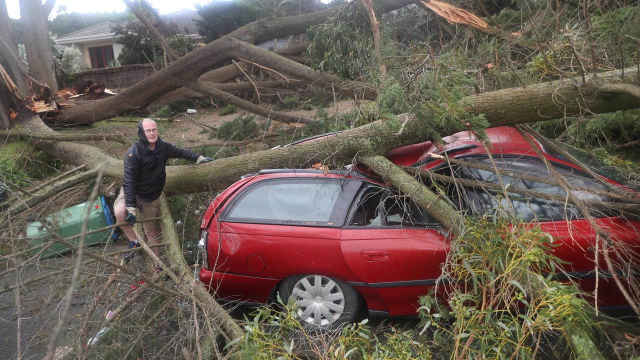 Wild winds smashed Victoria in spring last year, toppling many large trees, including this one in Mount Eliza. Picture: NCA NewsWire / David Crosling