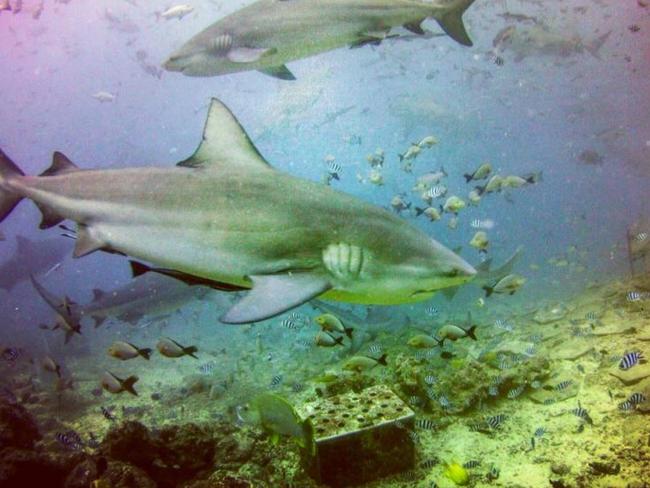 Bull sharks in Fiji. Picture: Tommy Walker